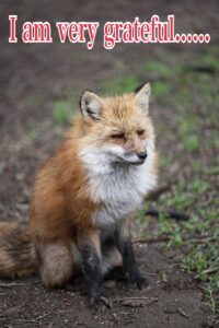 fox spirit energy master