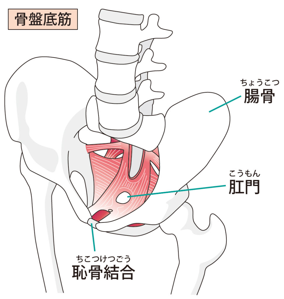 骨盤の働き